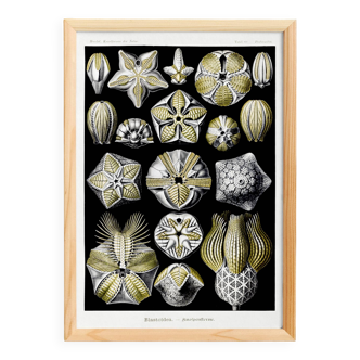 Poster about Blastoidea fossils, based on an old lithograph