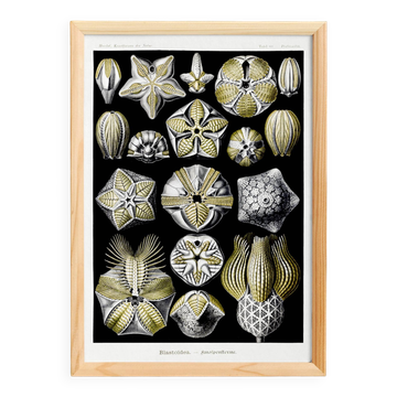 Poster about Blastoidea fossils, based on an old lithograph