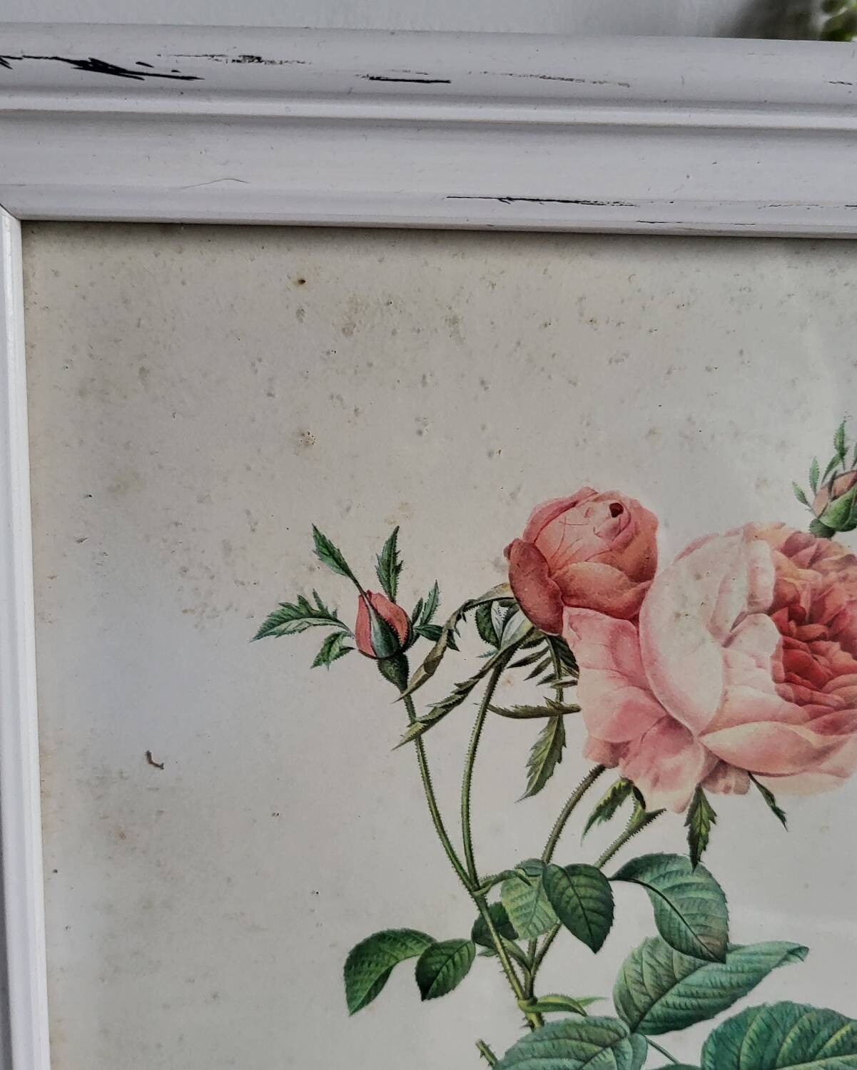 PJ Redouté - illustration botanique - Rosier à cent feuilles, Imp de R