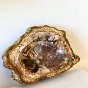 Petrified wood catchall