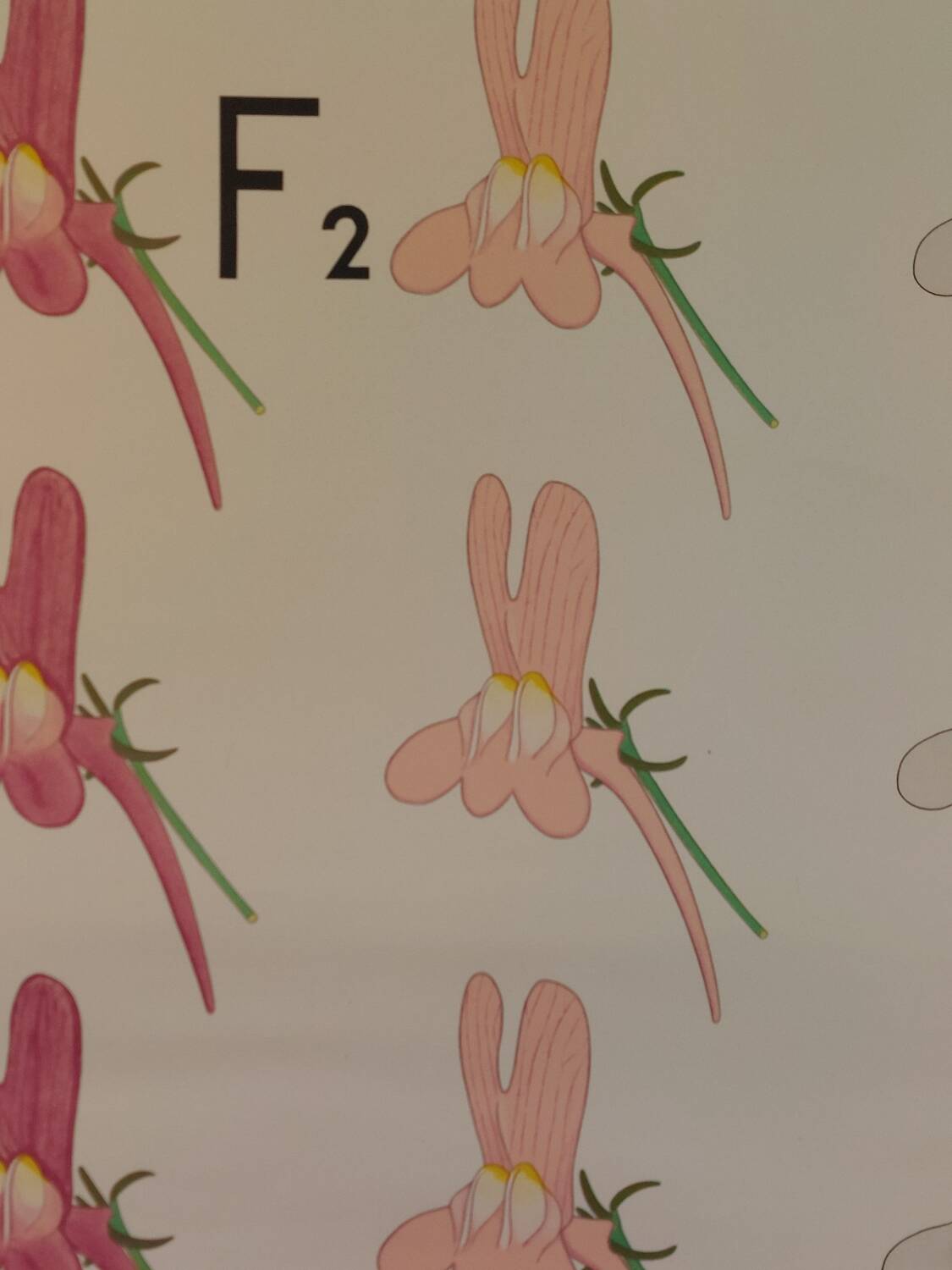 Vintage educational wall hanging roll chart biology genetics