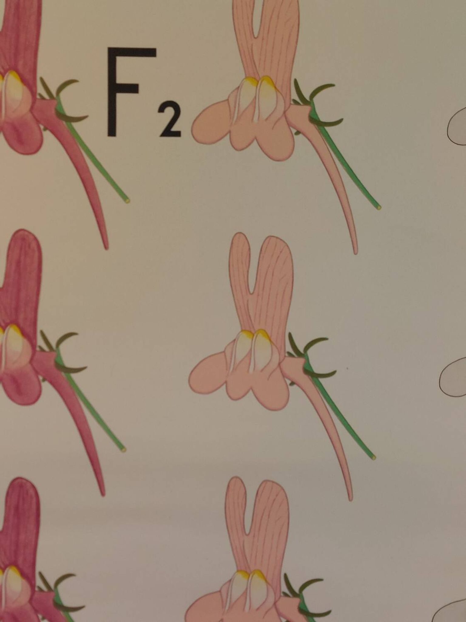 Vintage educational wall hanging roll chart biology genetics