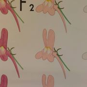 Vintage educational wall hanging roll chart biology genetics