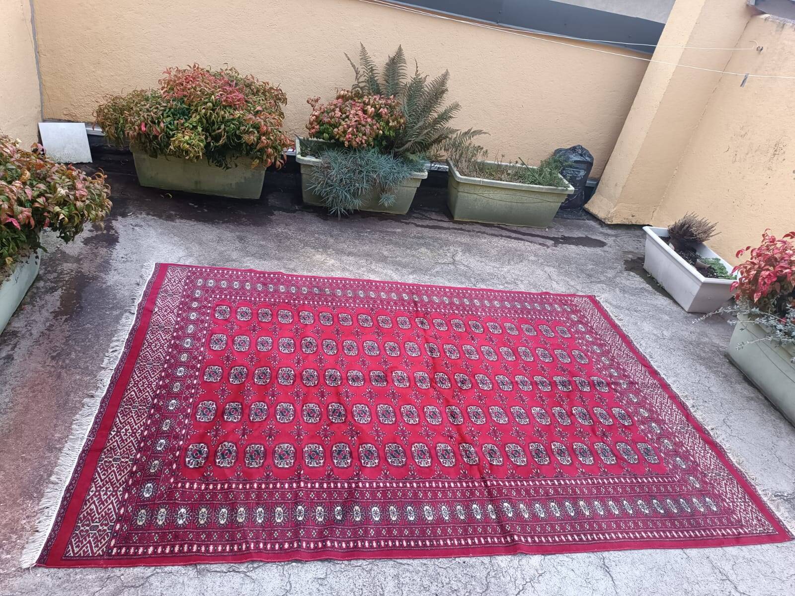 Old Afghan carpet in wool – hand-knotted – tribal patterns – 293 × 186 cm