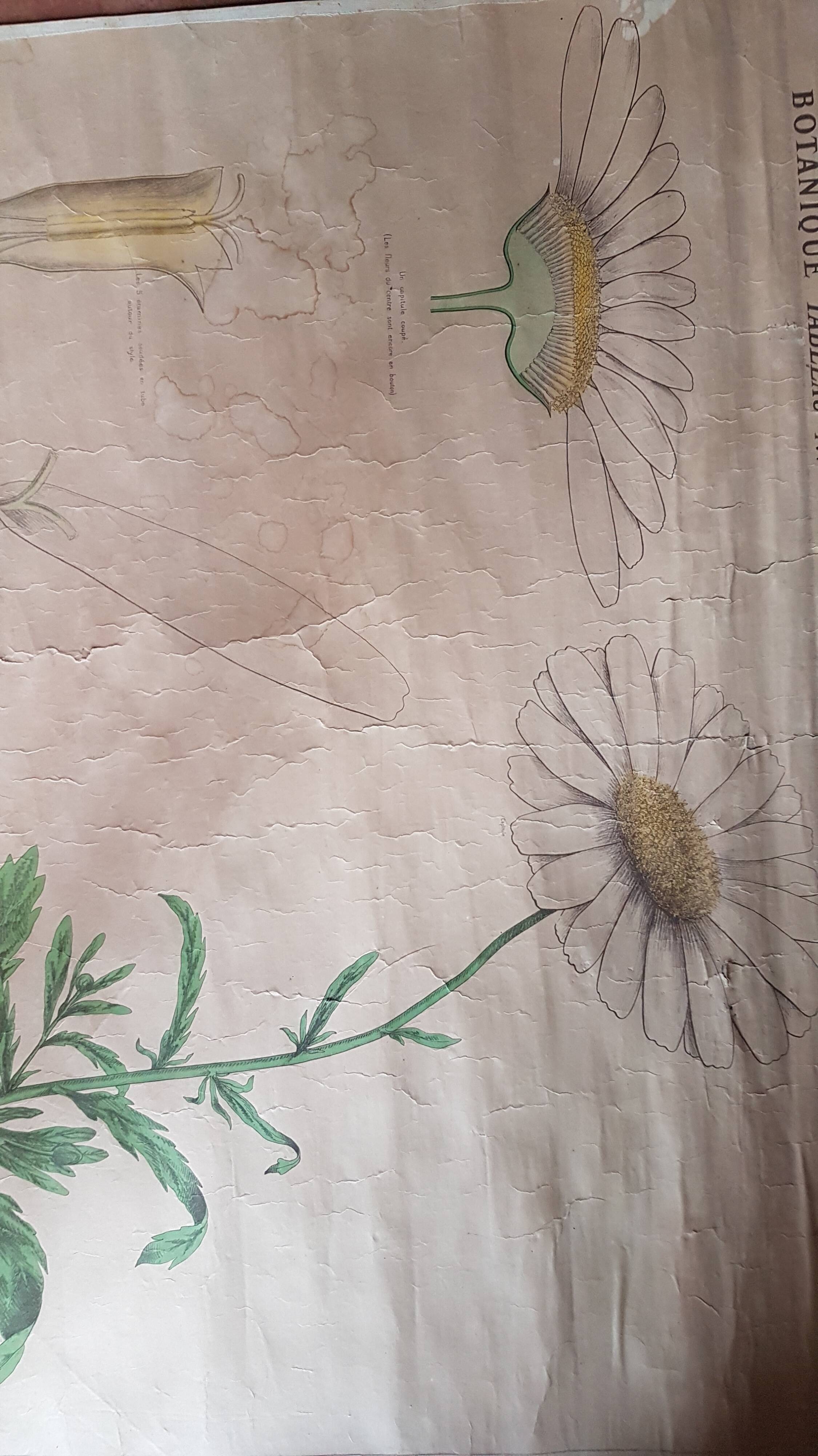 Old Deyrolle poster - the great daisy