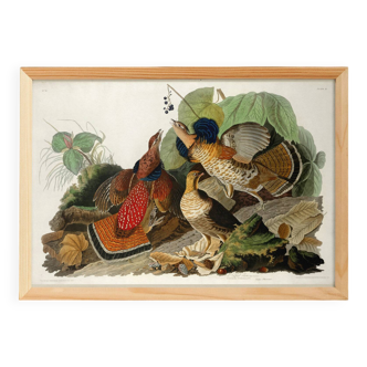 Poster about the Canada Grouse, based on an old engraving from 1827.