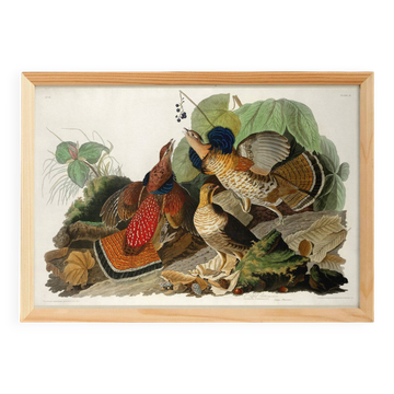 Affiche sur le Tétras du Canada, d’après une gravure ancienne de 1827.