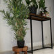 Lobi plant tripod