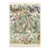 Lithograph plate of birds 1900