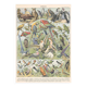 Planche lithographie les oiseaux 1900