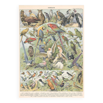 Lithograph plate of birds 1900