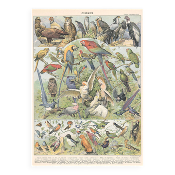 Planche lithographie les oiseaux 1900