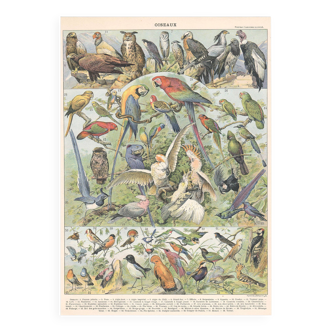 Planche lithographie les oiseaux 1900