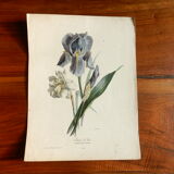 Iris botanical plate of the nineteenth century signed Turgas