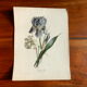 Planche botanique Iris du XIXème siècle signé Turgas