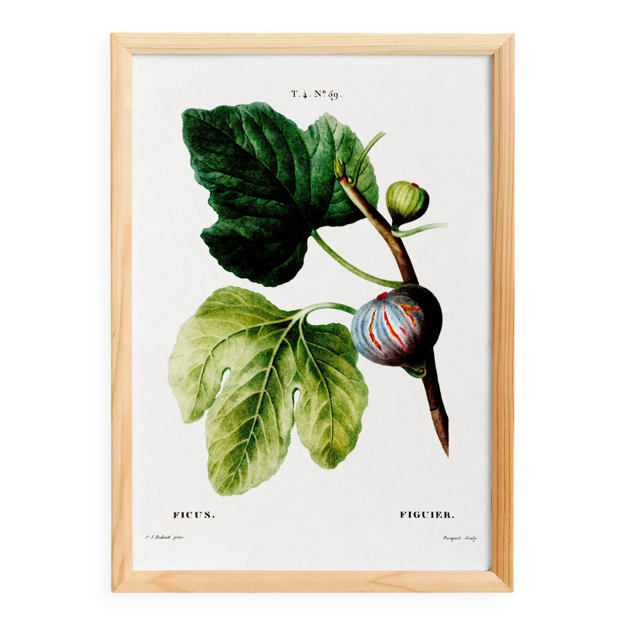 Botanical poster on the fig tree, based on an old engraving from 1802.