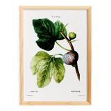 Botanical poster on the fig tree, based on an old engraving from 1802.