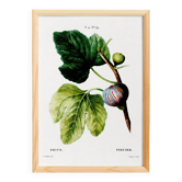 Affiche botanique sur le figuier, d’après une gravure ancienne de 1802