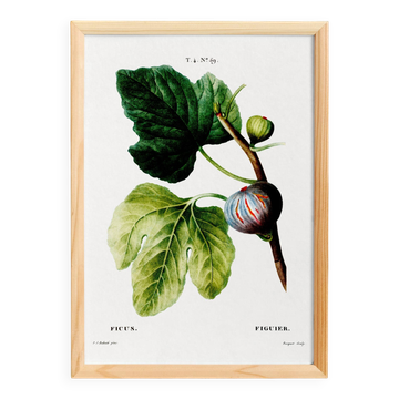 Botanical poster on the fig tree, based on an old engraving from 1802.