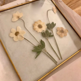 Herbarium