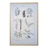 Imprimée en 1889, les légumineuses. Planche botanique ancienne.