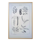 Printed in 1889, legumes. Antique botanical plate.