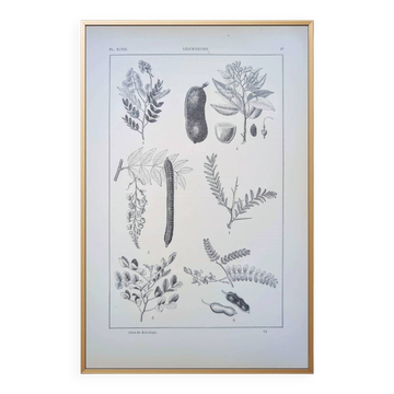 Printed in 1889, legumes. Antique botanical plate.