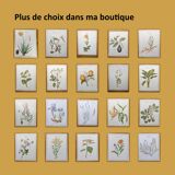 Botanical illustration -Soybean- Engraving of medicinal plants and flowers. Pastels by C. Michaut