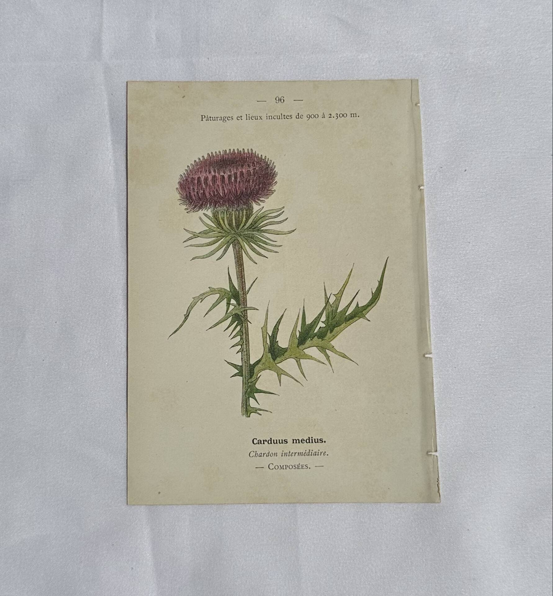 Gravure Botanique Ancienne XIXe – Lithographies Naturalistes  Fleurs