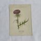 Gravure Botanique Ancienne XIXe – Lithographies Naturalistes  Fleurs