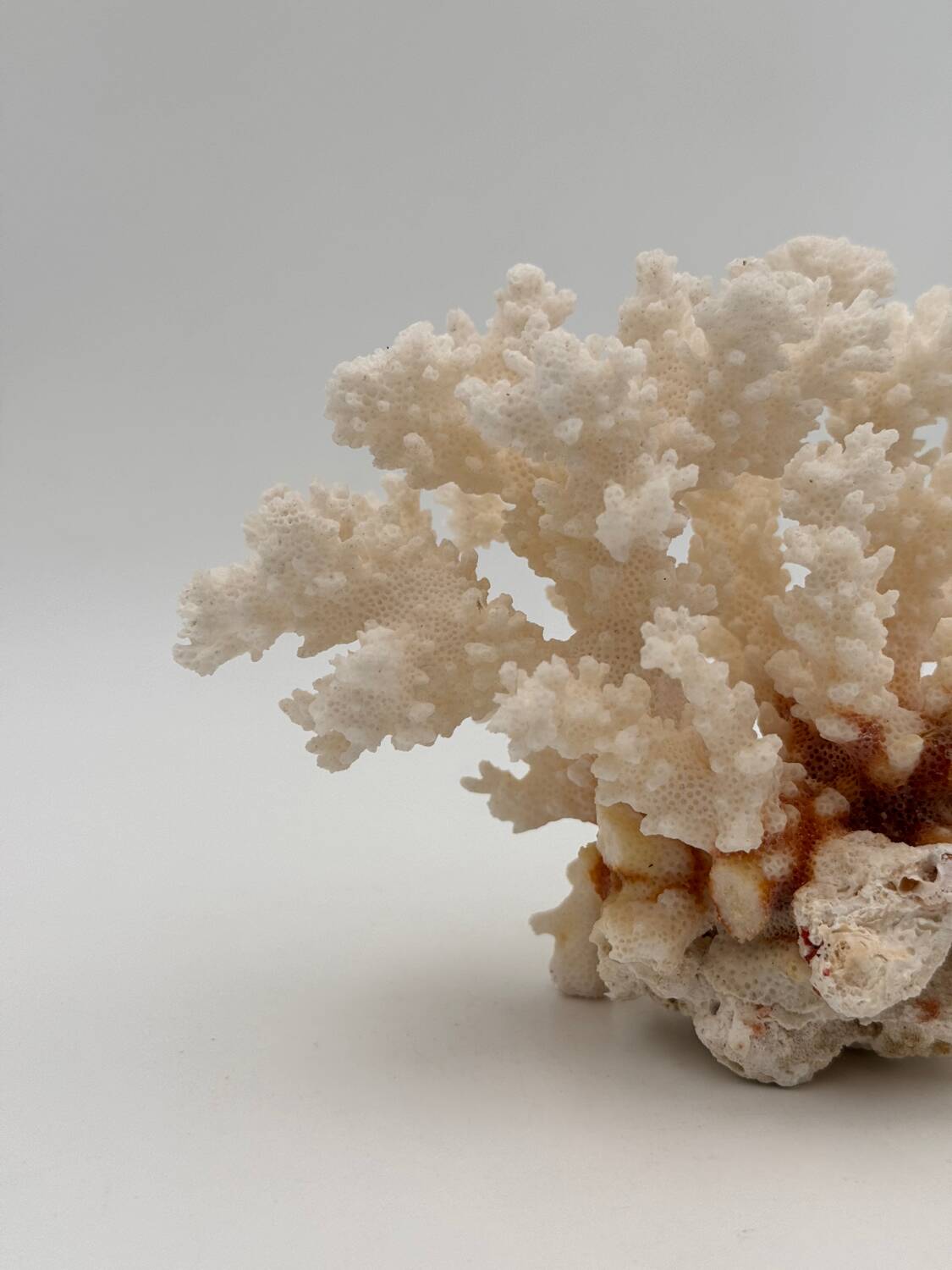 Old white natural coral - 1970s