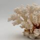 Old white natural coral - 1970s