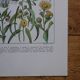 Original lithographs on medicinal plants