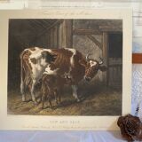 English colored engraving