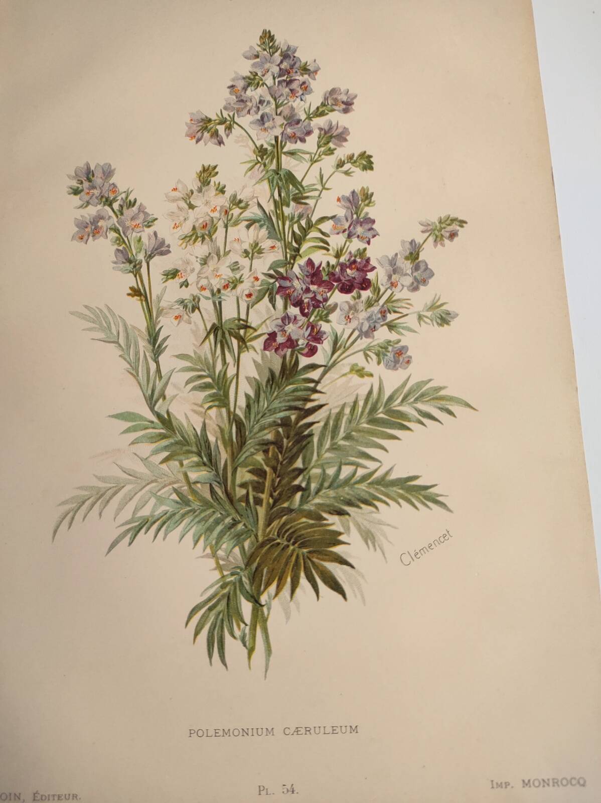 Planche botanique de 1897 - Polémoine Bleue - Gravure originale de fleur de Clemencet
