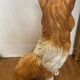 Collie dog sculpture