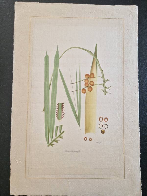 La Roche Laffitte (Born in 1943) - Watercolour drawing on silk - Palm tree