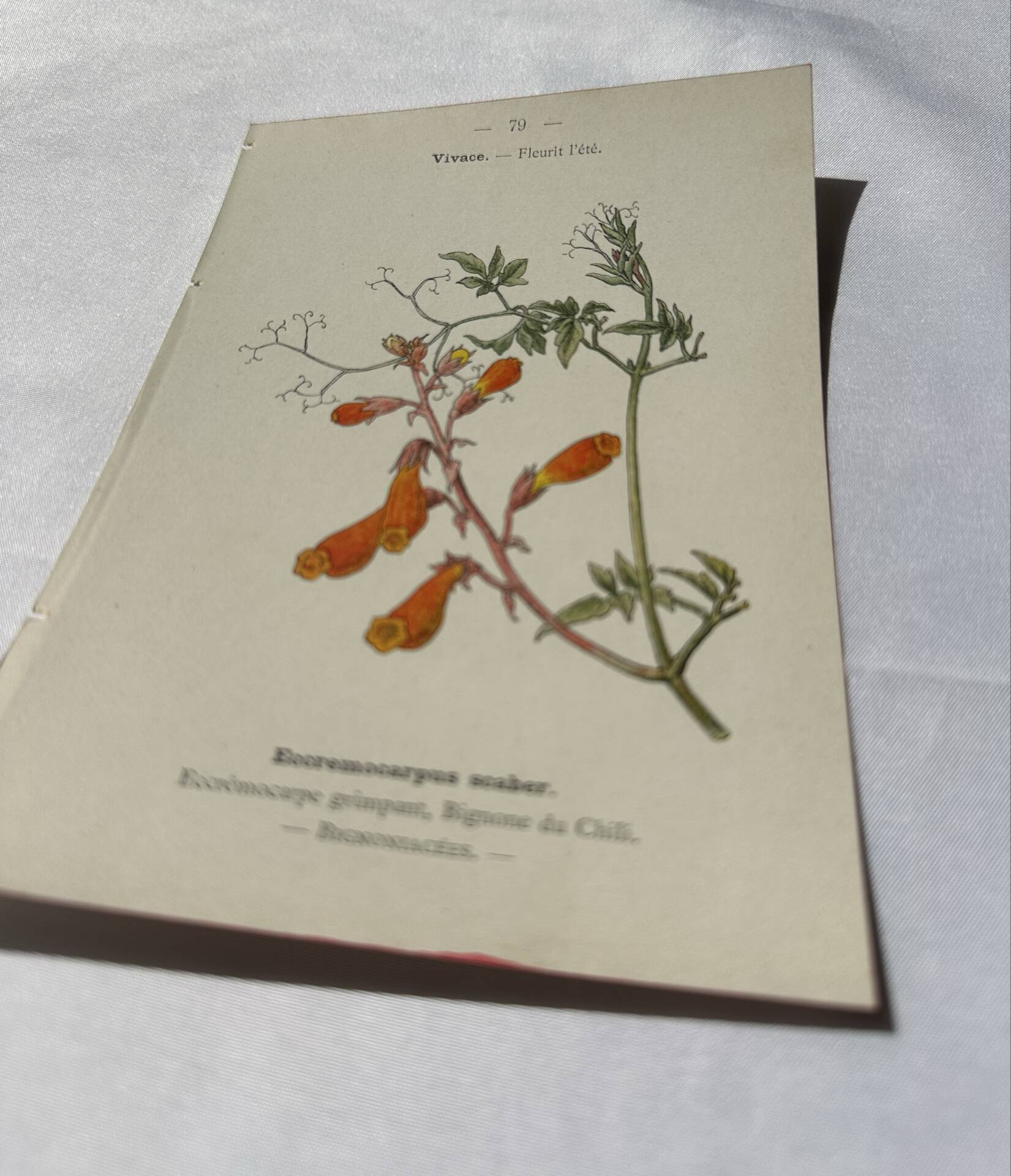 🌿 Botanical Plate Old Naturalist Engraving 19th Century Double-Sided