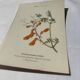 🌿 Botanical Plate Old Naturalist Engraving 19th Century Double-Sided