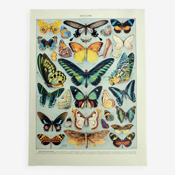 Gravure ancienne 1928, Papillons exotique, entomologie, insecte • Lithographie, Planche originale