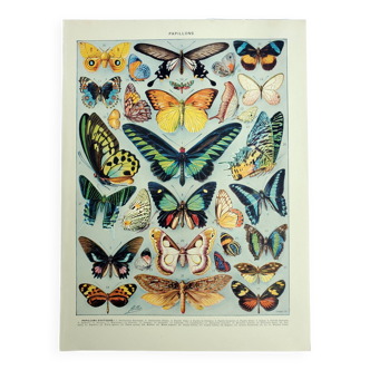 Gravure ancienne 1928, Papillons exotique, entomologie, insecte • Lithographie, Planche originale
