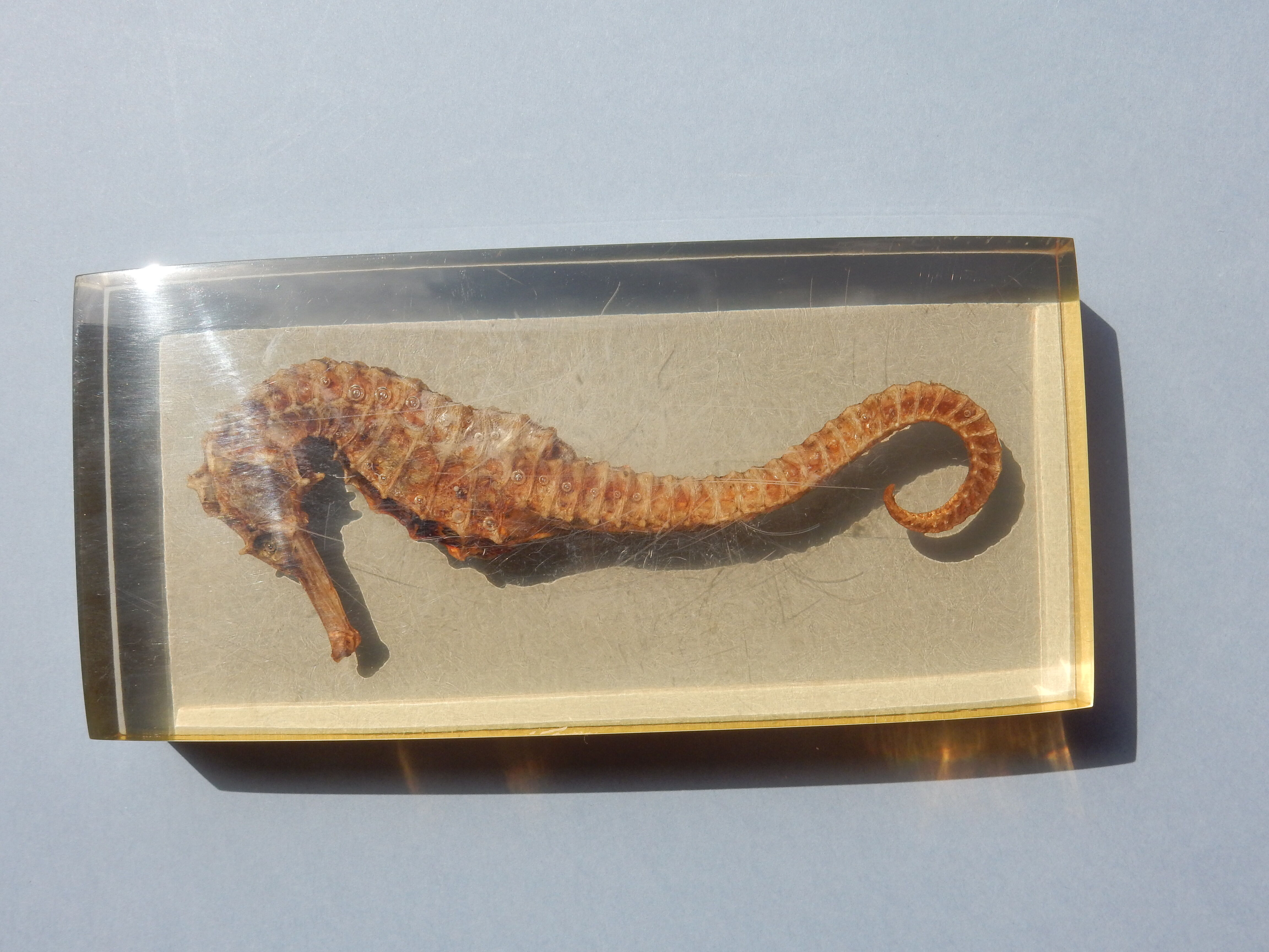 Hippocampus in taxidermy inclusion in resin block