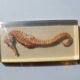 Hippocampus in taxidermy inclusion in resin block