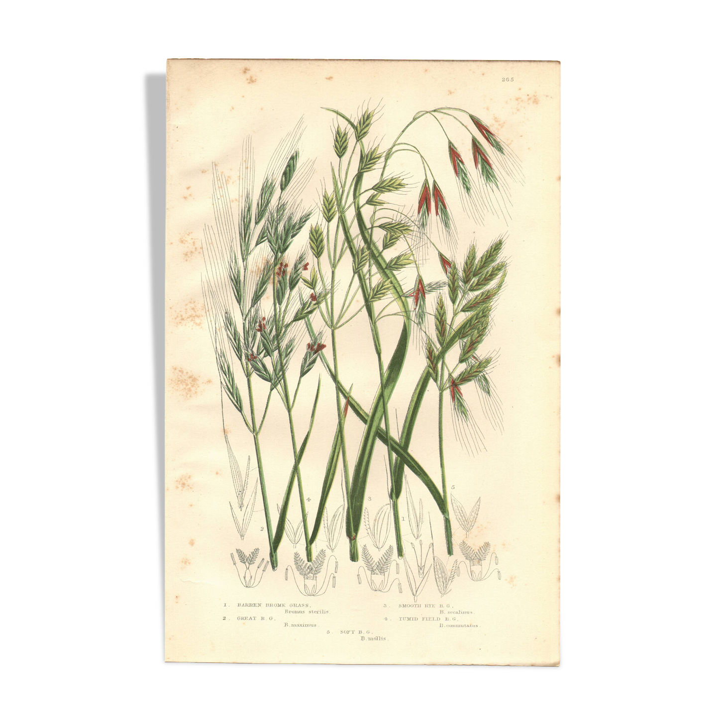 Engraving from 1889 - Large Herbs by A. Pratt - Old Botany