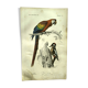 Antique engraving 1849 - Macaw by E. Travies - Vintage parrot lithograph