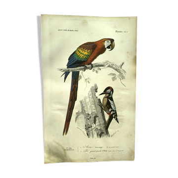 Gravure ancienne 1849 - Ara par E.Travies - Lithographie perroquet vintage