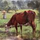 Cows in the pasture, oil on canvas, old painting