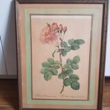 Antique botanical frame