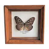 Naturalized butterfly