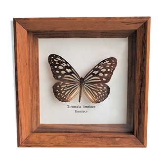 Naturalized butterfly